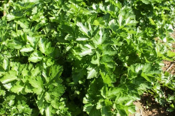 芹菜的施肥特点,生长发育需要钙、硼等中微量元素