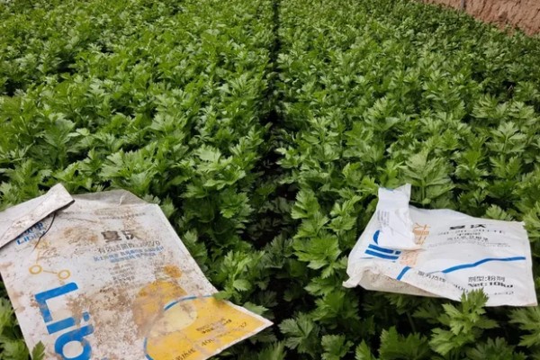 芹菜的施肥特点,生长发育需要钙、硼等中微量元素