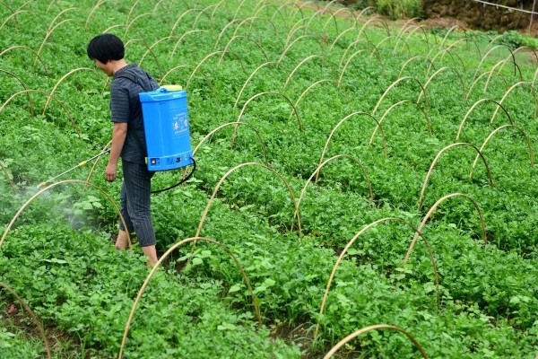 芹菜的施肥特点,生长发育需要钙、硼等中微量元素