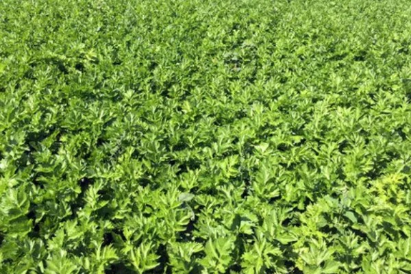 芹菜的施肥特点,生长发育需要钙、硼等中微量元素