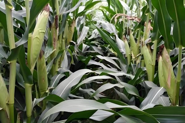 密植玉米的品种，推荐农大372、矮单268等