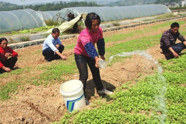 芹菜的施肥特点,生长发育需要钙、硼等中微量元素
