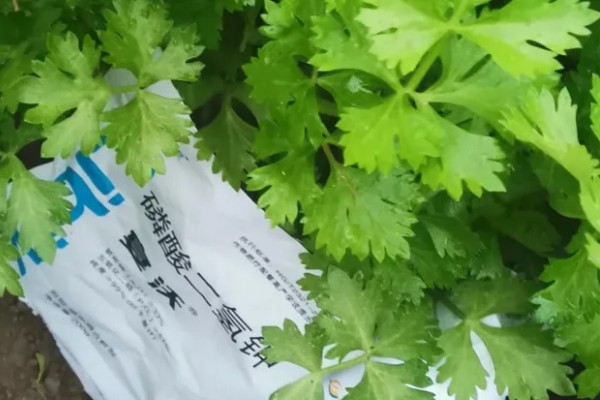 芹菜的施肥特点,生长发育需要钙、硼等中微量元素