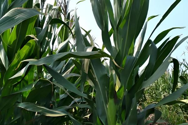 密植玉米的品种，推荐农大372、矮单268等