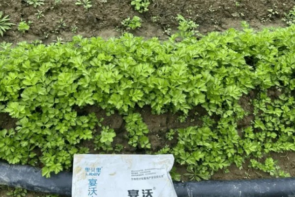 芹菜的施肥特点,生长发育需要钙、硼等中微量元素