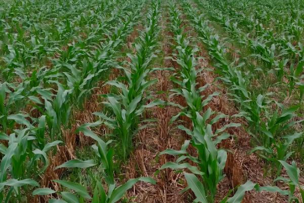 密植玉米的品种，推荐农大372、矮单268等