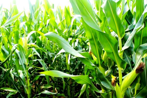 密植玉米的品种，推荐农大372、矮单268等