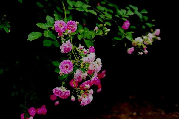 蔷薇花有什么风水作用,可以吸收负能量、带来正能量