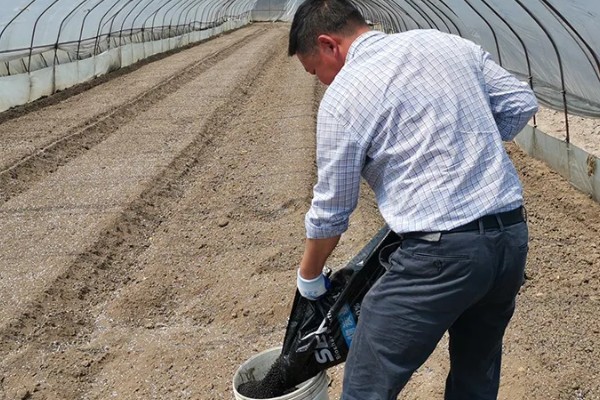 芹菜的施肥特点,生长发育需要钙、硼等中微量元素
