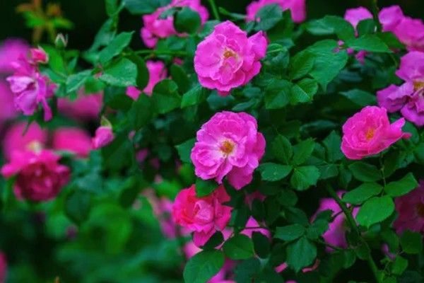 蔷薇花有什么风水作用,可以吸收负能量、带来正能量