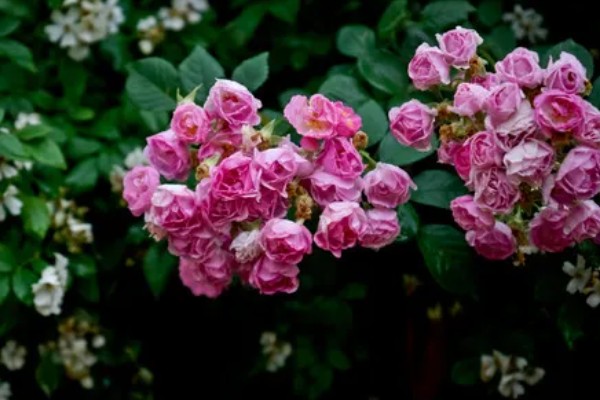 蔷薇花有什么风水作用,可以吸收负能量、带来正能量