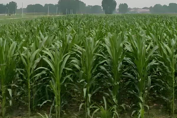 密植玉米的品种，推荐农大372、矮单268等