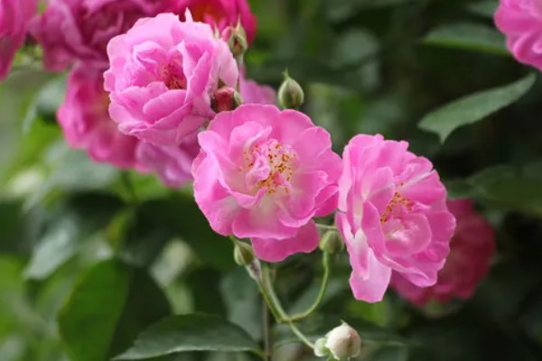 蔷薇花有什么风水作用,可以吸收负能量、带来正能量