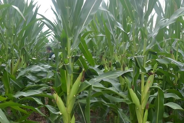 密植玉米的品种，推荐农大372、矮单268等