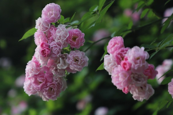 蔷薇花有什么风水作用,可以吸收负能量、带来正能量