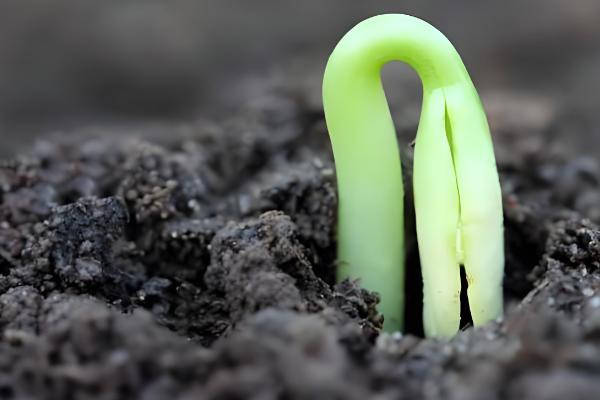 密植玉米的品种，推荐农大372、矮单268等