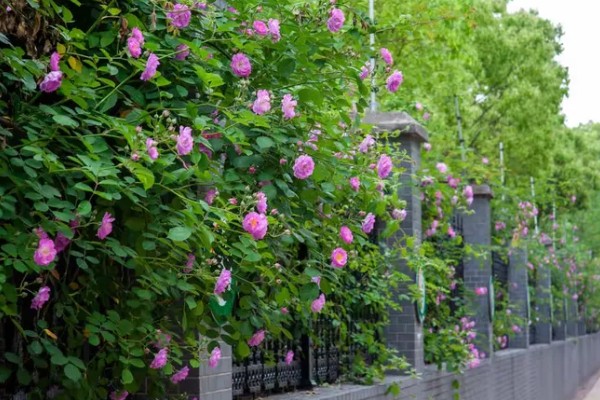 蔷薇花有什么风水作用,可以吸收负能量、带来正能量