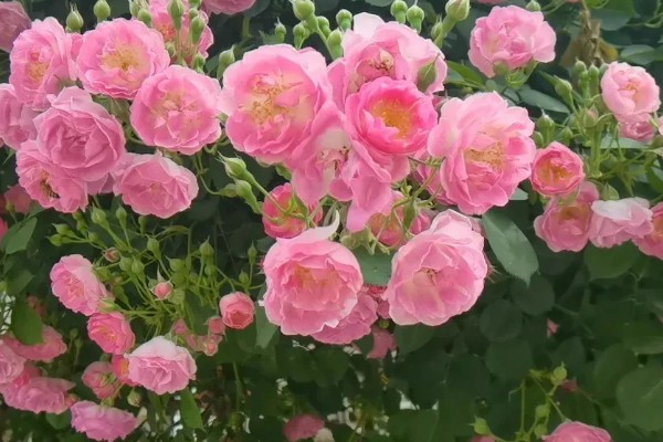 蔷薇花有什么风水作用,可以吸收负能量、带来正能量