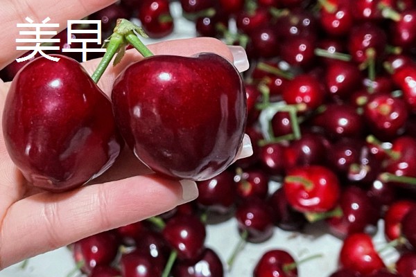 车厘子有什么品种,美早、黑珍珠等品种很常见