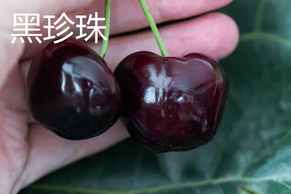 车厘子有什么品种,美早、黑珍珠等品种很常见