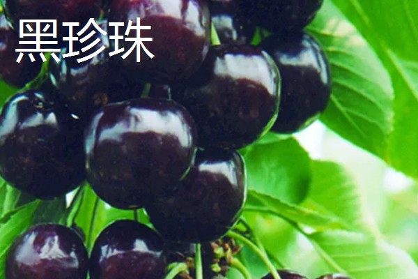 车厘子有什么品种,美早、黑珍珠等品种很常见