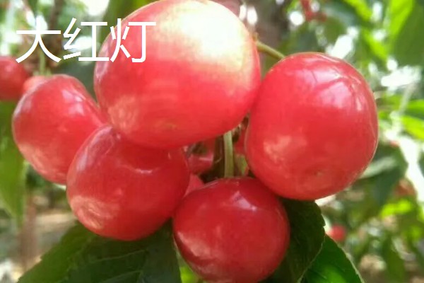 车厘子有什么品种,美早、黑珍珠等品种很常见