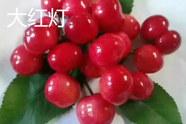 车厘子有什么品种,美早、黑珍珠等品种很常见