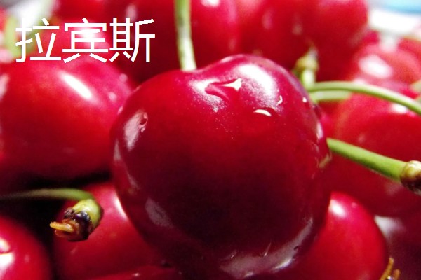 车厘子有什么品种,美早、黑珍珠等品种很常见