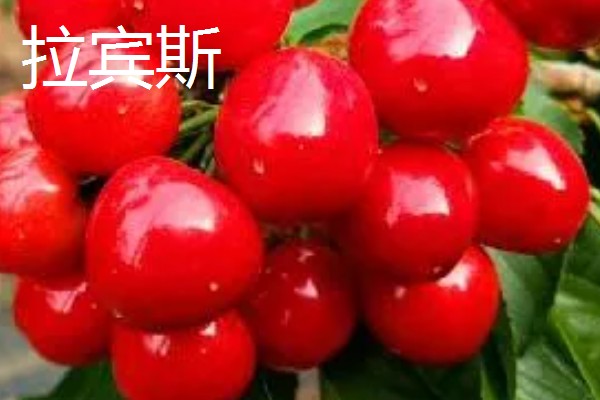 车厘子有什么品种,美早、黑珍珠等品种很常见