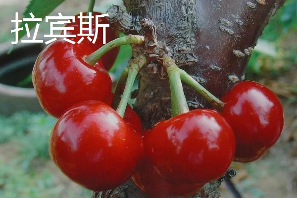 车厘子有什么品种,美早、黑珍珠等品种很常见