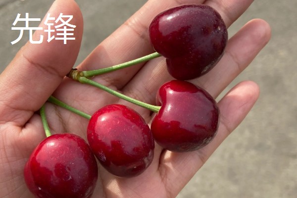 车厘子有什么品种,美早、黑珍珠等品种很常见