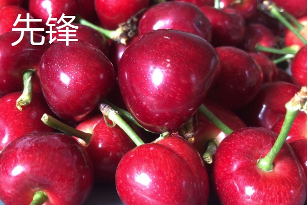 车厘子有什么品种,美早、黑珍珠等品种很常见