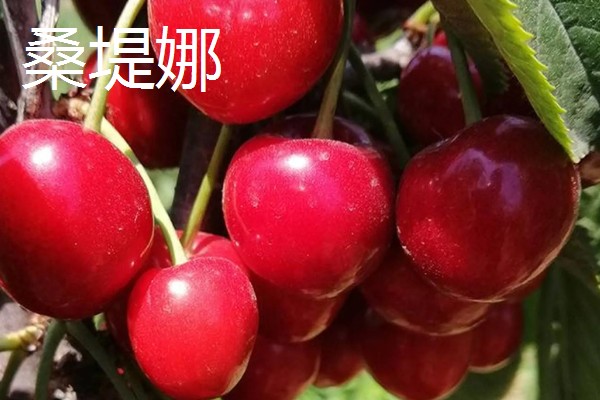 车厘子有什么品种,美早、黑珍珠等品种很常见
