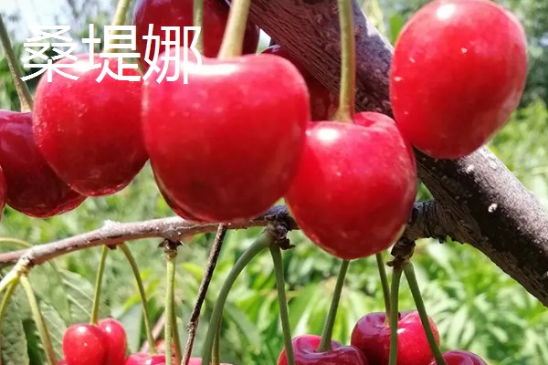 车厘子有什么品种,美早、黑珍珠等品种很常见