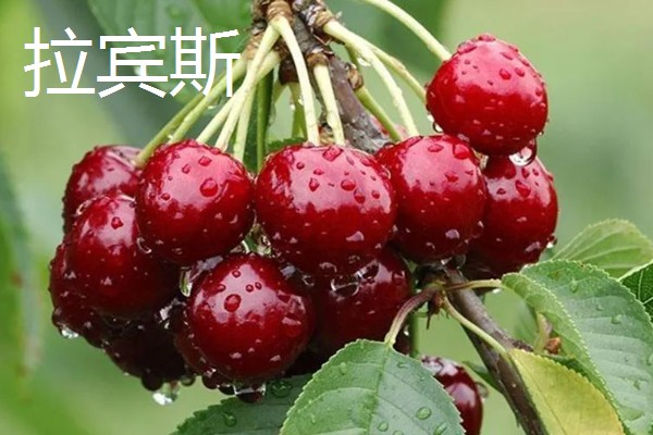 车厘子有什么品种,美早、黑珍珠等品种很常见