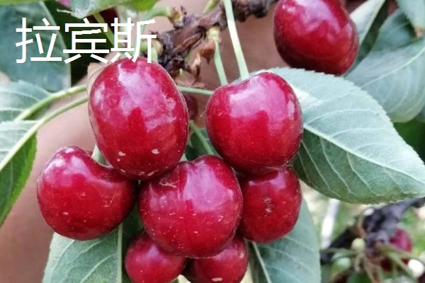 车厘子有什么品种,美早、黑珍珠等品种很常见