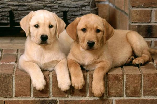 狗狗鼻子湿润的原因,让鼻子保持湿润能够降温