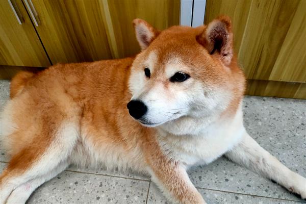 狗狗鼻子湿润的原因,让鼻子保持湿润能够降温