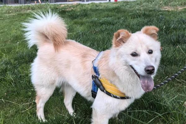 狗狗鼻子湿润的原因,让鼻子保持湿润能够降温