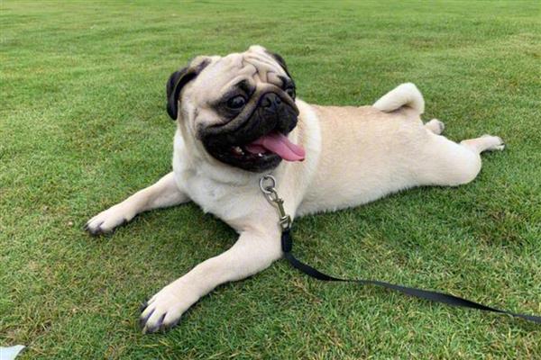 狗狗鼻子湿润的原因,让鼻子保持湿润能够降温