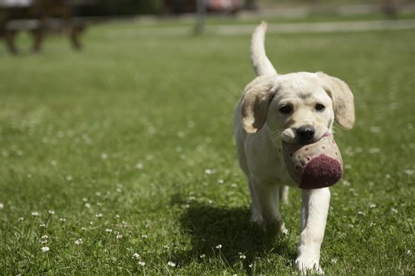 狗狗鼻子湿润的原因,让鼻子保持湿润能够降温