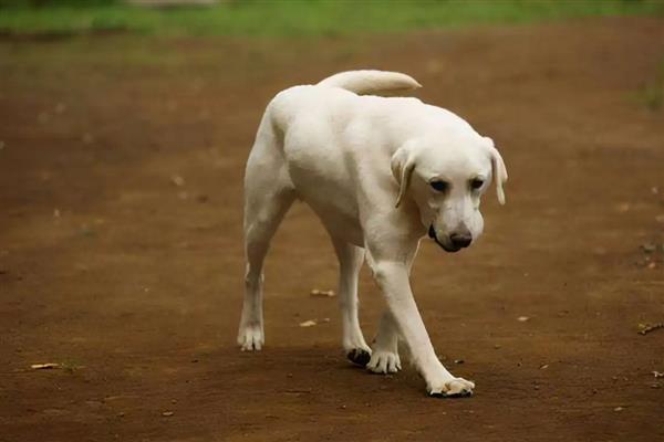 狗狗鼻子湿润的原因,让鼻子保持湿润能够降温