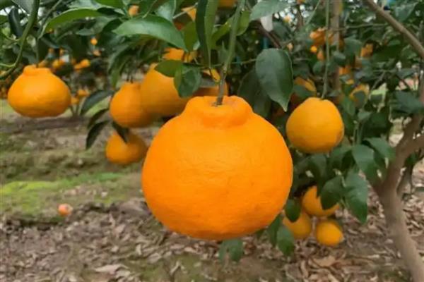 柑橘和柑桔的区别,代指同一种水果