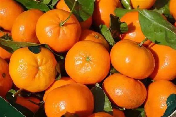 柑橘和柑桔的区别,代指同一种水果