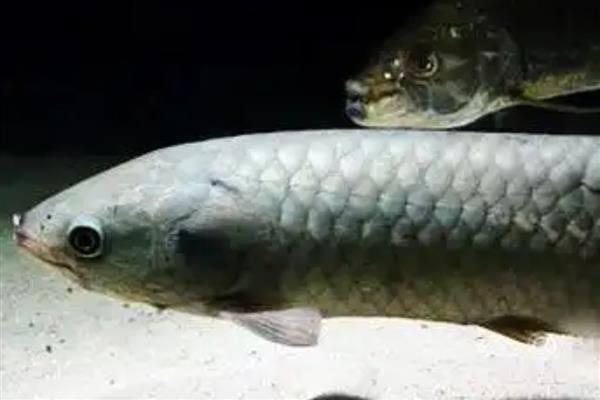 黑龙鱼好不好养,要保持好水质、水温的恒定