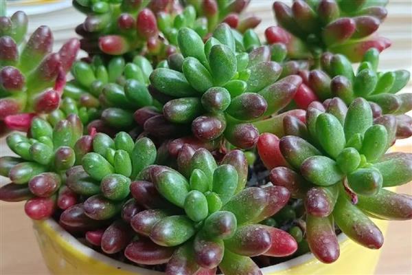 多肉的特点,其茎叶呈现肉质