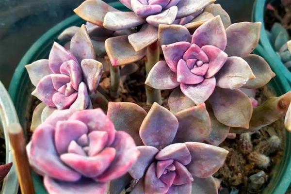 多肉的特点,其茎叶呈现肉质