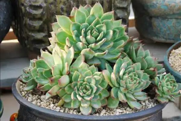 多肉的特点,其茎叶呈现肉质