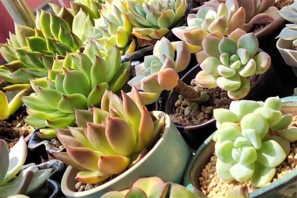 多肉的特点,其茎叶呈现肉质