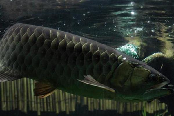 黑龙鱼好不好养,要保持好水质、水温的恒定